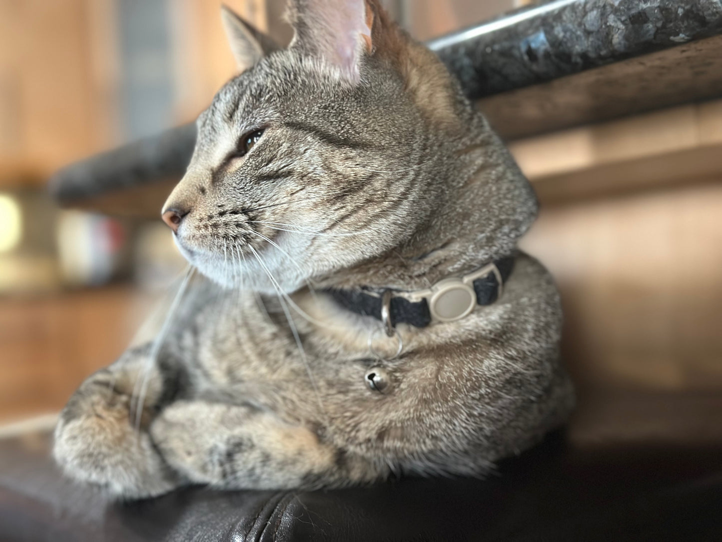 Hemp Fabric Black Breakaway Cat Collar